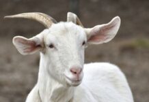 Italian Island overrun by goats is offering them free to anyone who can catch them