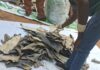 Forestry Commission Seizes Nearly 4,000 Dried Shark Fins at Kotoka Airport