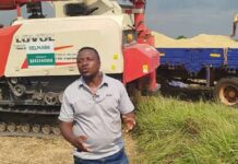 Akatsi South Rice Farmers Hit Hard by Post-Harvest Losses as Market Deepens Debt Crisis