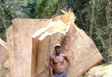 Curator, One Other Arrested Over Unauthorised Felling of Trees at Aburi Botanical Gardens