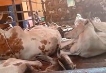 Military Officers Detained in Upper East Region Over Alleged Cattle Theft