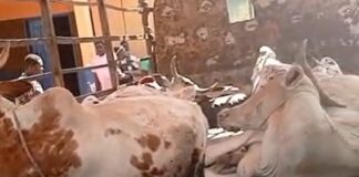 Military Officers Detained in Upper East Region Over Alleged Cattle Theft