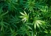NACOC to Begin Licensing for Medicinal and Industrial Cultivation of Cannabis