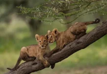 Forests of Healing: Forestry Commission Champions Medicinal Plants on World Wildlife Day 2026