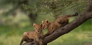 Forests of Healing: Forestry Commission Champions Medicinal Plants on World Wildlife Day 2026