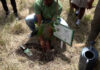 Tree for Life 2026: Forestry Commission Targets 30 Million Seedlings