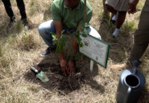 Tree for Life 2026: Forestry Commission Targets 30 Million Seedlings