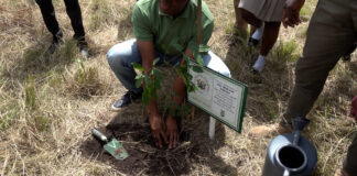 Tree for Life 2026: Forestry Commission Targets 30 Million Seedlings