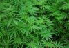 Ghana Licenses Two Companies to Cultivate Cannabis for Industrial and Medicinal Use