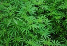 Ghana Licenses Two Companies to Cultivate Cannabis for Industrial and Medicinal Use