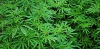 Ghana Licenses Two Companies to Cultivate Cannabis for Industrial and Medicinal Use