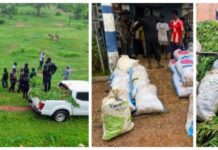 Police arrest 14 suspected Indian hemp farmers in Nabdam District