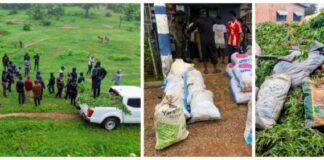 Police arrest 14 suspected Indian hemp farmers in Nabdam District