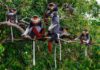 Possible extinction of rare monkey is a warning for West Africa, biodiversity expert says
