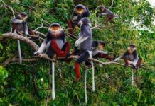 Possible extinction of rare monkey is a warning for West Africa, biodiversity expert says
