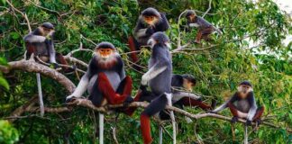 Possible extinction of rare monkey is a warning for West Africa, biodiversity expert says